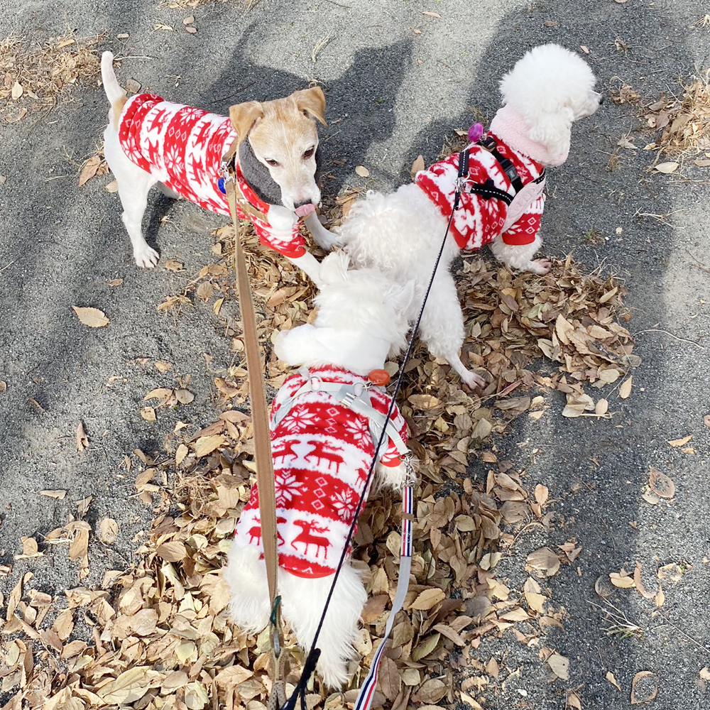 卒業犬ひのでちゃんの近況♪